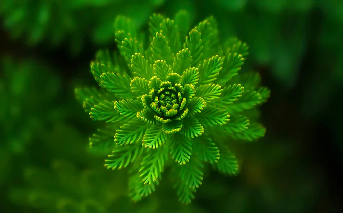 Elevate Your Inner Vitality